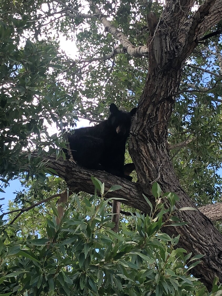 Yearling bear causes stir in Creede as drought drives wildlife into town