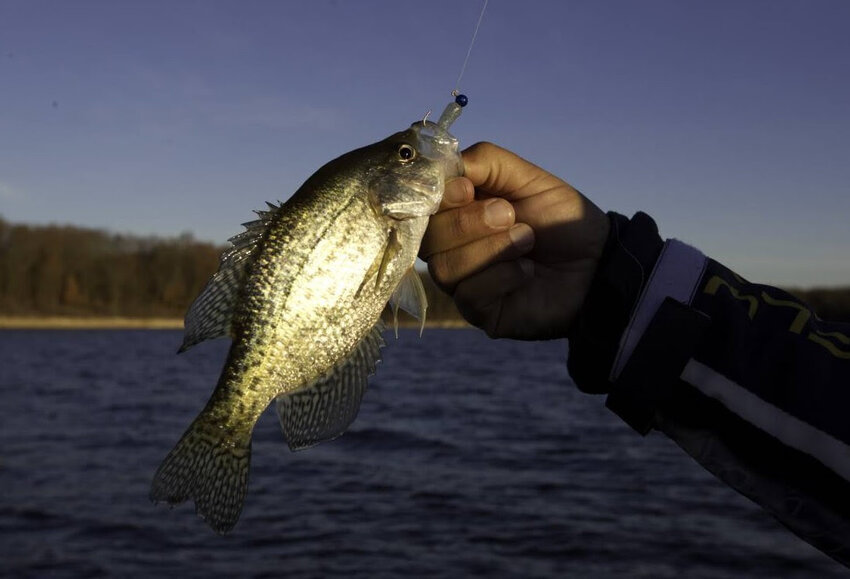 People can learn more about how to catch crappie (pictured above) in winter at an MDC virtual program on Jan. 4.