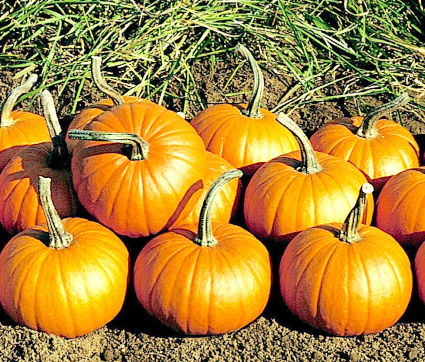 Pick a pumpkin
A stack of babybear pumpkins stands ready for consumers,  as a food source or decoration during fall. 
                                         (Photo by National Garden Bureau Inc.)