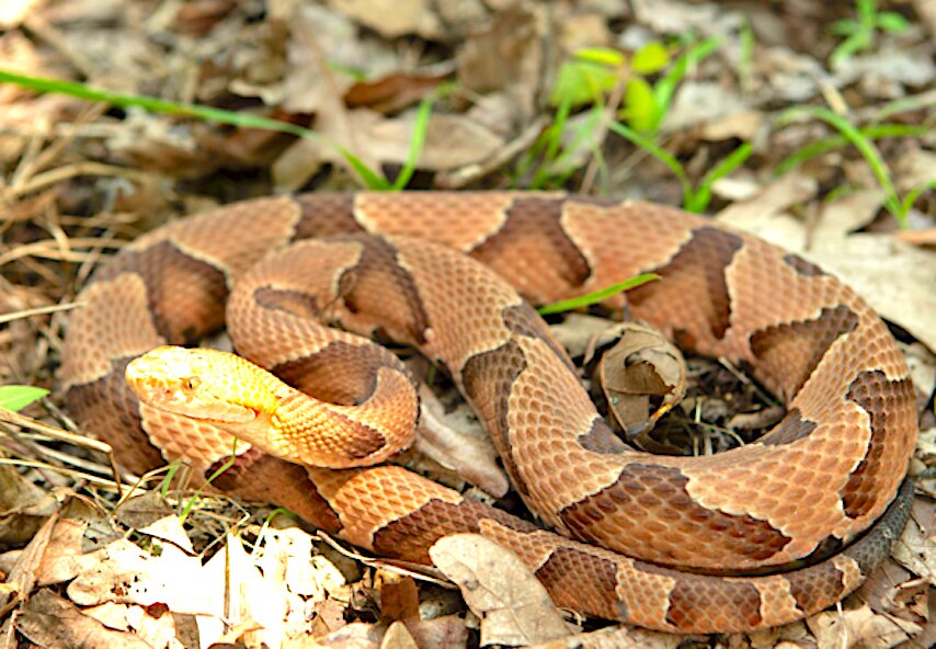 Learn about Missouri's venomous snakes at virtual program - The Tipton ...