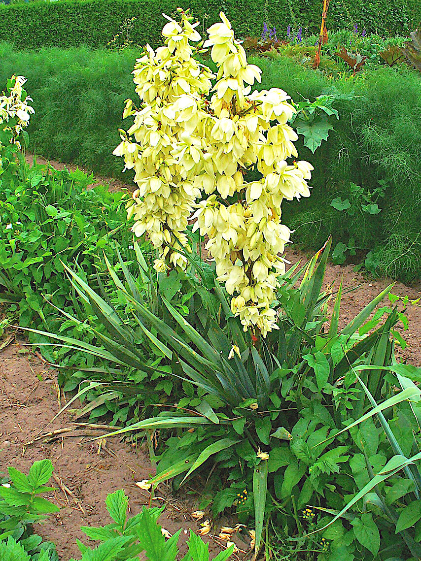 Yucca: Overlooked star of early summer - The Tipton Times