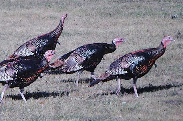 Some gobblers I shot recently&hellip; with my camera.