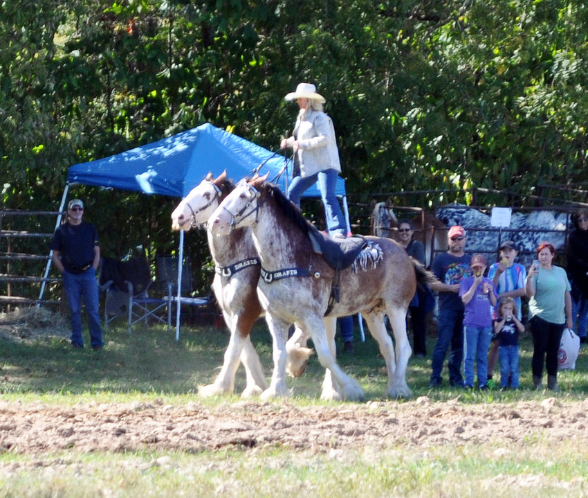 Michaela Redeker demonstrating Roman riding with her Clydesdales is always a crowd pleaser at Mule Days. Redeker has earned national attention for her daredevil riding skills.