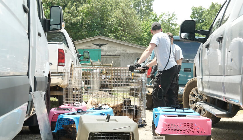 Sixty-three dogs, including puppies, were rescued from horrifying conditions from a home south of Gerald last week. All of the dogs were taken to the Humane Society for assessment and treatment.