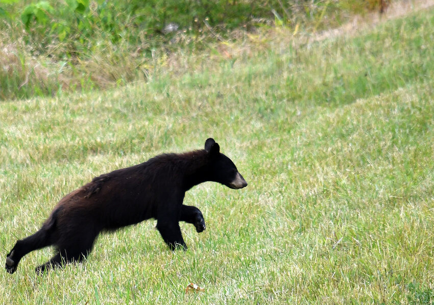A young bear climbs the hillside Sunday morning before crossing Highway 28 near Henry Lane. The bear was last seen heading into the wooded area above the Memorial Park arena. This is the second bear sighting in town in the past three years.