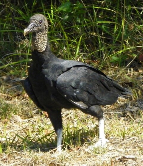 This black vulture is migrating north, coming into the Ozarks in large numbers.  Landowners will learn what a terrible interloper he is, and what a plague he is on our land.  You should kill everyone you see if possible.