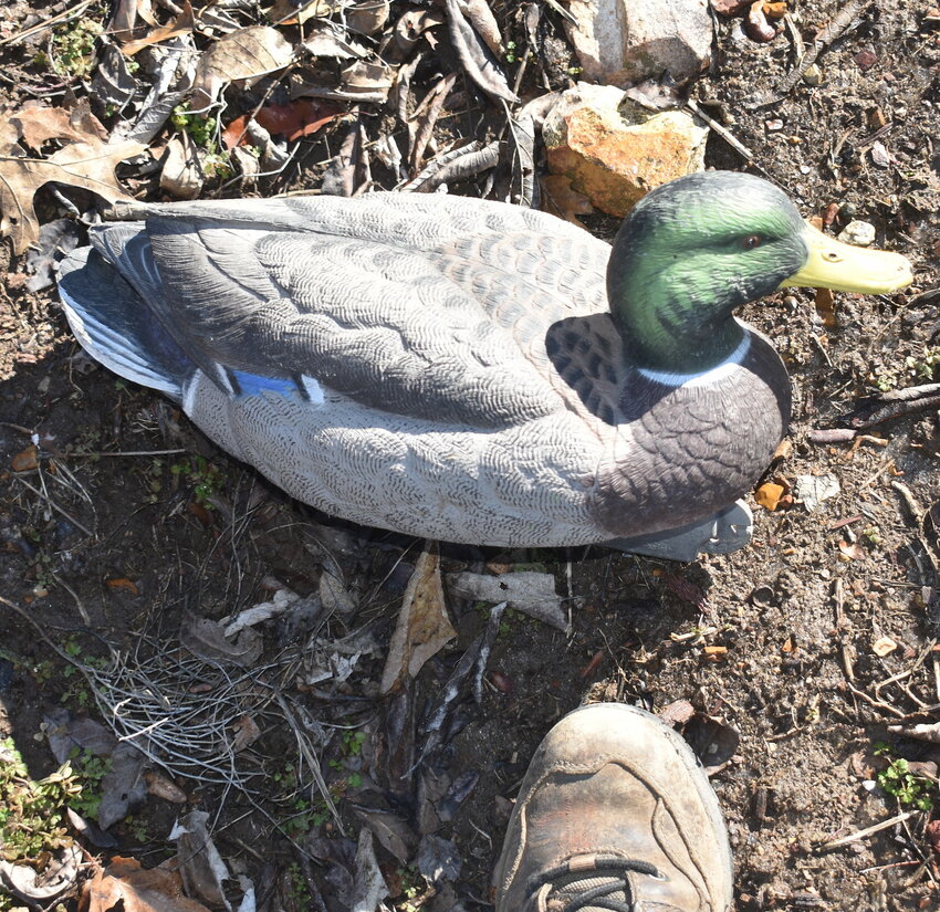 Absolute proof to me that the  Great Creator has a sense of humor... he sent me a Mallard Drake.