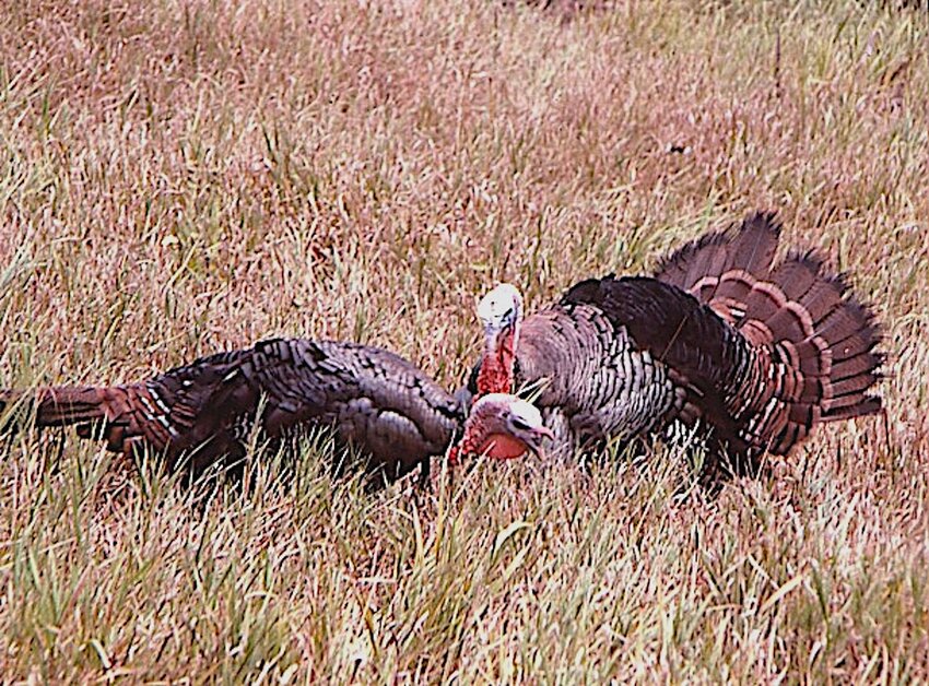 I photographed these two gobblers eating corn in February in a field where a tent-like &lsquo;youth hunt&rsquo; blind has been used for years. Corn spreading begins after Christmas and continues until mid-March. Both will be dead before the regular season begins.