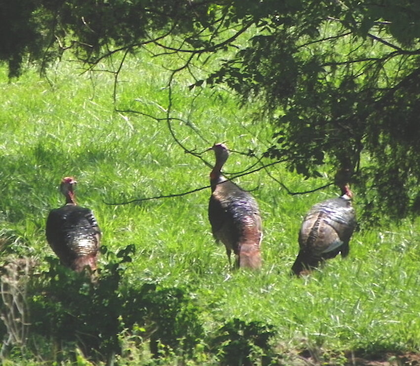 The old man’s efforts produced gobblers like these twelve years ago.