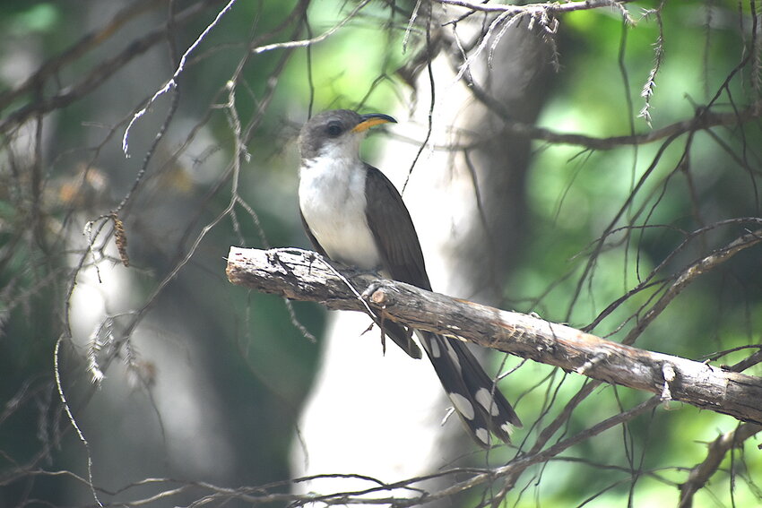 A yellow-billed cuckoo.