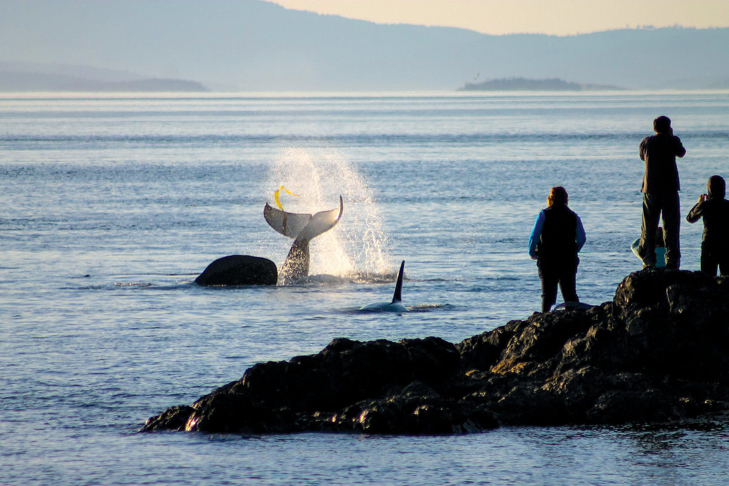 Resident Orcas at Lime Kiln. Photo by Cindy Hansen.